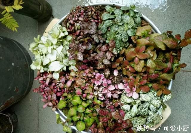 天生“体阴”的6种花,晒太阳易黄叶,阴一点反而长得绿油油