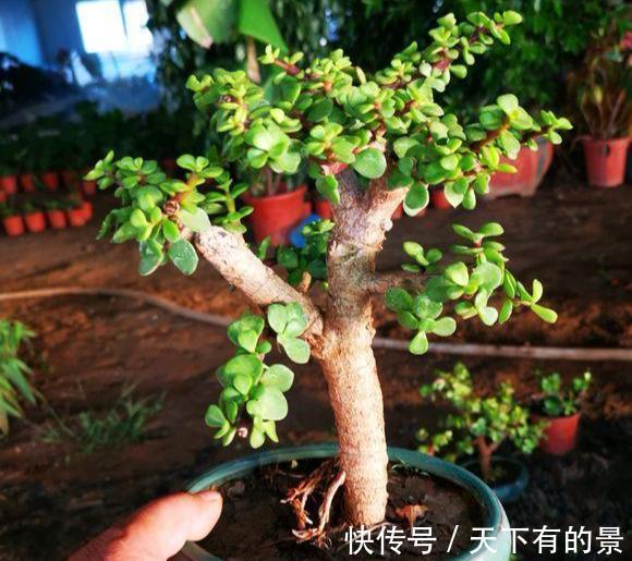 株型|养金枝玉叶，做到“3多1少”，能快速养成老桩，价值高