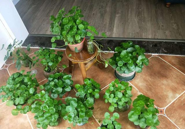 春季养铜钱草，记住9个字，长势快，绿叶多，新手也能养爆盆