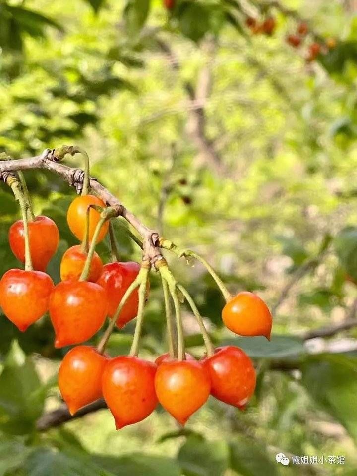 前世|那场前世的遇见：又是一年樱桃红了