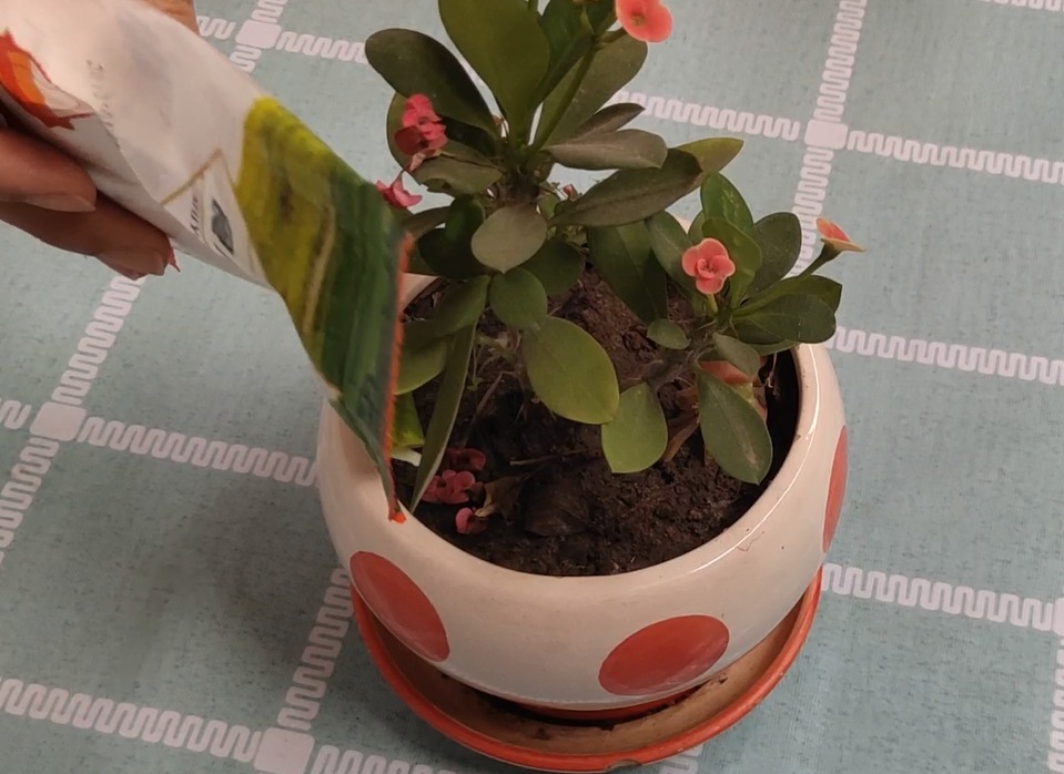 小苏打倒花盆中，真是厉害了，不用施肥，花卉越长越旺盛