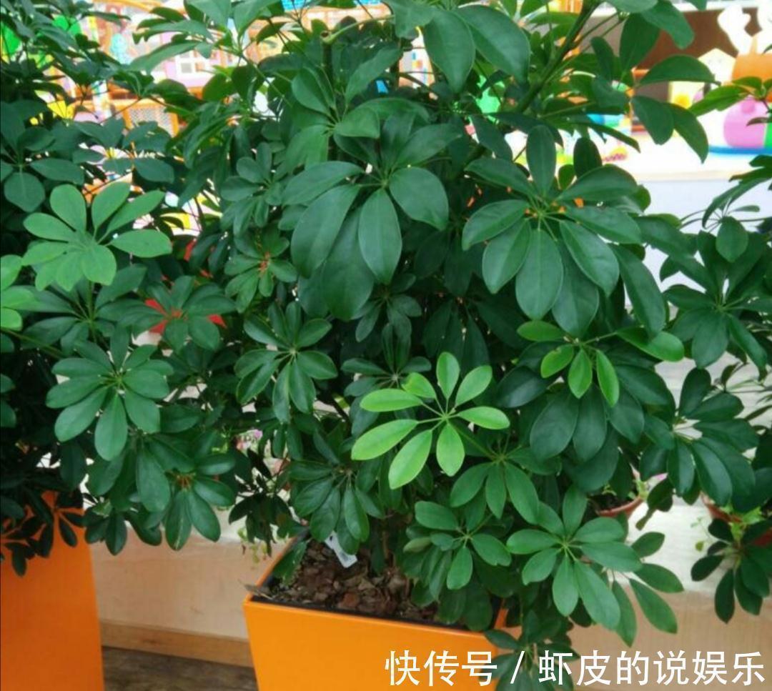 空气|12种“健康花”,家里没太阳,照样长爆盆,贵气漂亮,旺家又养人