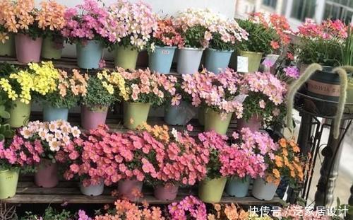 阳台养花选它,花期超半年,花朵艳丽,一次能养上百盆!