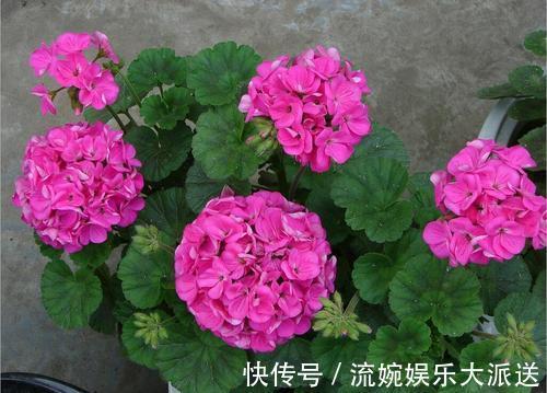 肥沃|养天竺葵，高温后别忘“修剪换盆”，新芽蹭蹭长，叶茂盛，花满枝