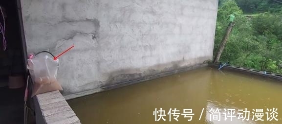 鱼的寿命到底有多长?为什么说有水的地方就有鱼?