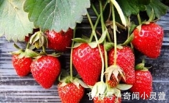 海狸|有趣又好玩的冷知识,难怪外国小孩以为圣诞老人是中国的
