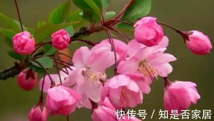 花卉|从9月15日开始，家养此款花卉，好养又漂亮，香味十足