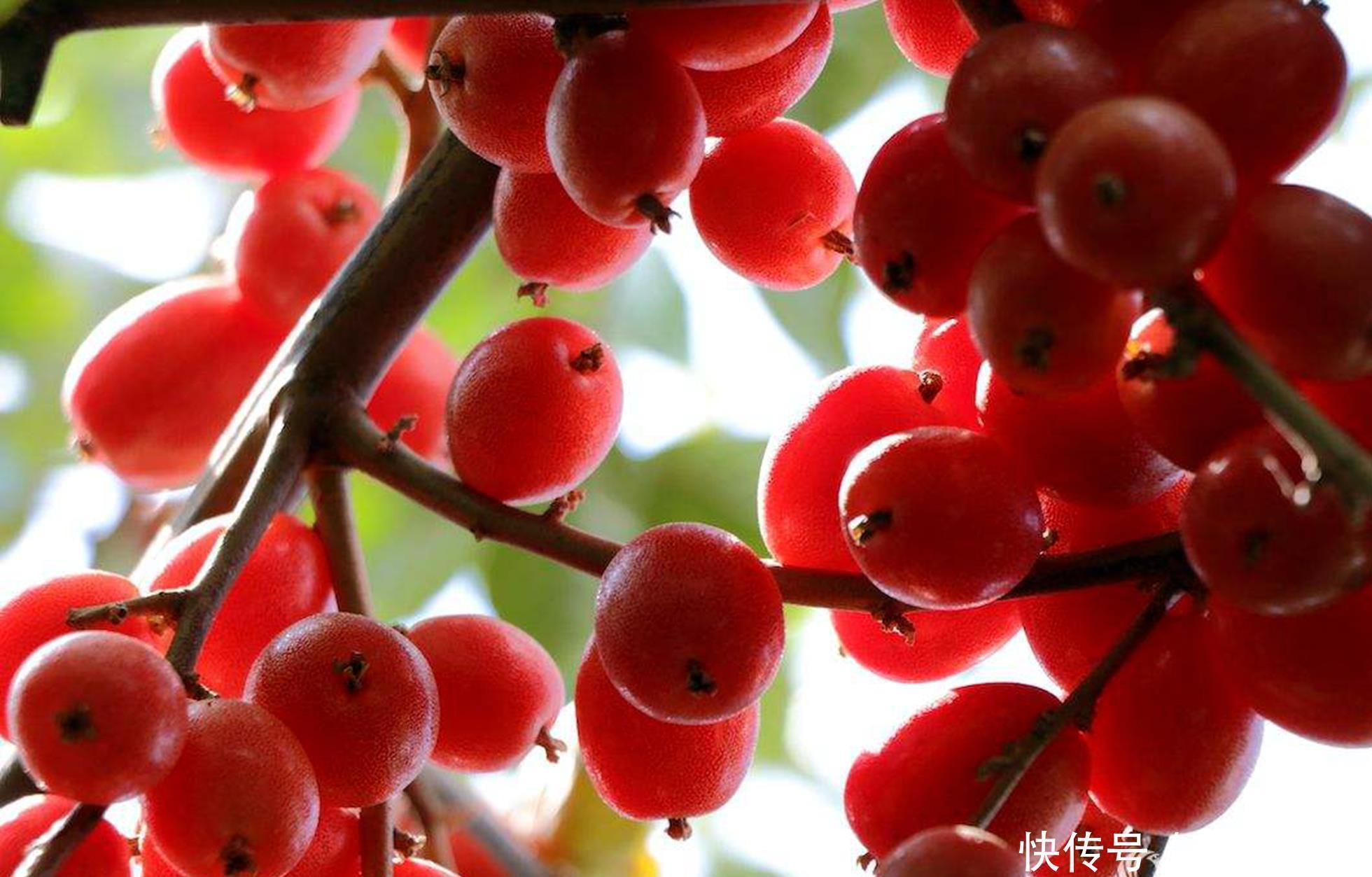 人称“羊奶果”,小时候常常吃,如今城里盆栽做盆景,已成稀罕货