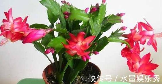 养蟹爪兰，这么浇水不仅不会死，反而开花越来越多