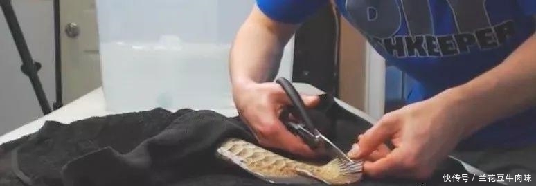 涨姿势 · 龙鱼: 你嫌我丑给我各种整容, 还指望我给你转运? ?