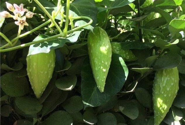 菜食|农村山间神奇草药萝藦果,化痰止咳,补虚助阳,全身上下都是宝