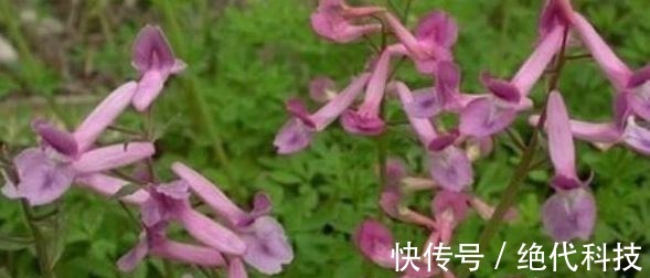 夏紫|有一味不被重视的中药,一粒金丹,能祛风除湿、活血通络