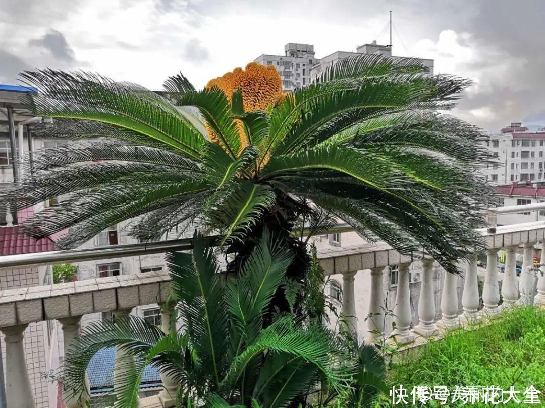 橡皮树|养花就怕乱浇水,越浇死得越快,赶紧住手