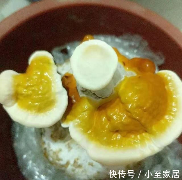 灵芝|自己种的灵芝能不能吃?入口的东西要慎重,莫馋嘴!