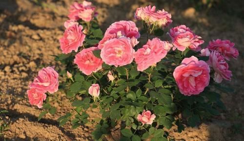 月季花越养开花越少？教你几招，不黄叶，花量翻倍，花期延长