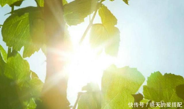 刚买回来的花就黄叶落蕾?这么做立马恢复水灵