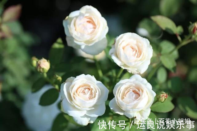 5种花,懂花的人不在家里养,会被嘲笑“没品位”