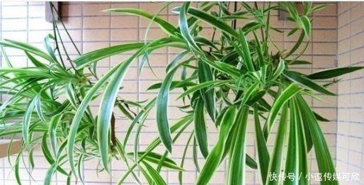 养花要学会“浇花”，3种花，浇水越勤快，长得越漂亮！