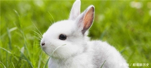 俗语:“千年的王八万年龟”,下一句才是精华,可惜十人九不知