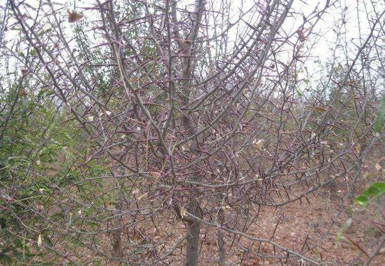 效用|有刺植物的刺是如何起源和演变的?有什么类型和效用?