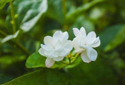 这5种花“最难养” 老手养不好，新手不敢碰