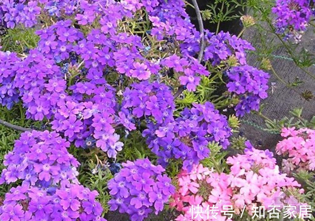 养花试试这几款,喜光但又不耐强光暴晒,盛夏时,应合理遮光防晒