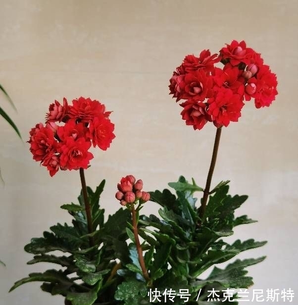 旺盛|夏天养长寿花,有“2步”很重要,轻松度夏,秋冬更旺盛