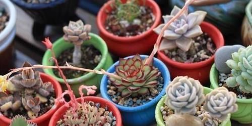 露养多肉，别只求“不死”了，这么办保管越来越美！