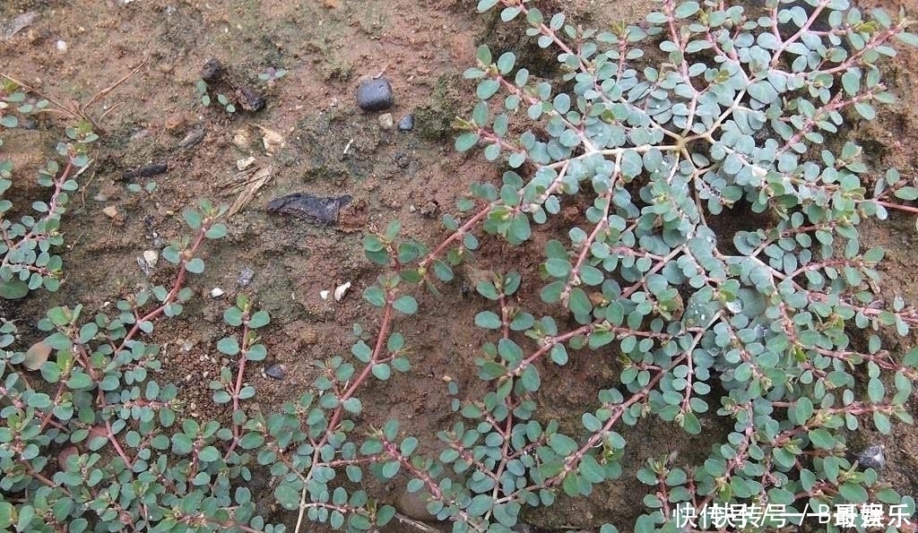 极品|这东西,人称“血见愁”,属极品中药,却被当成害草除掉,可惜了