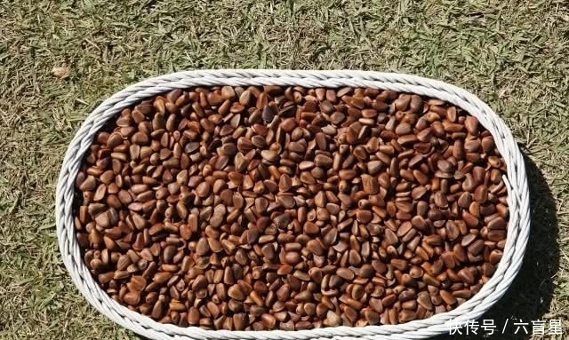 小白|以前只能用来烧火的野果，现在一斤要上百元，看看自家还有没有吧