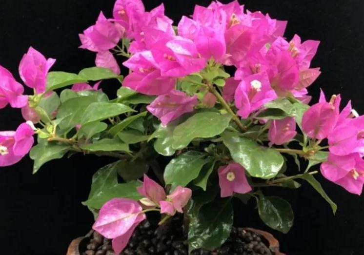 三角梅有6怕,做错了光长叶子不开花,避开了花开满枝