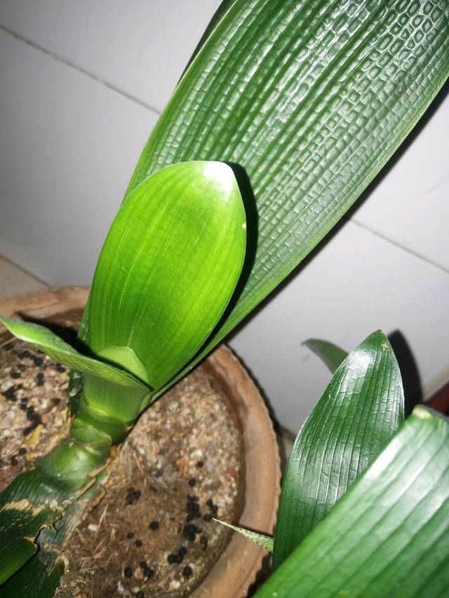 别人|君子兰长出舌头状新叶,这几种情况要知道,别人不会告诉你的经验