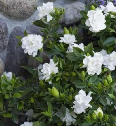 花苞|栀子花不开花怕啥,顺着“暴脾气”,随后爆花苞,一茬又一茬