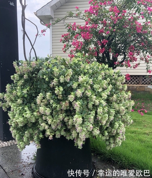 全球最受欢迎的花,漂亮又芳香,花期长,还可阳台盆栽观赏