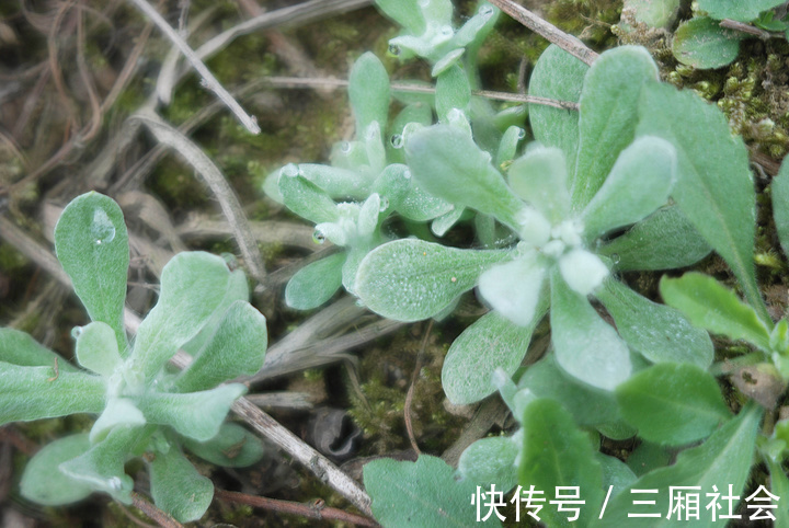 维生素b|只有真正的农村人才认识的野菜，最后一个很多人不认识，你清楚吗