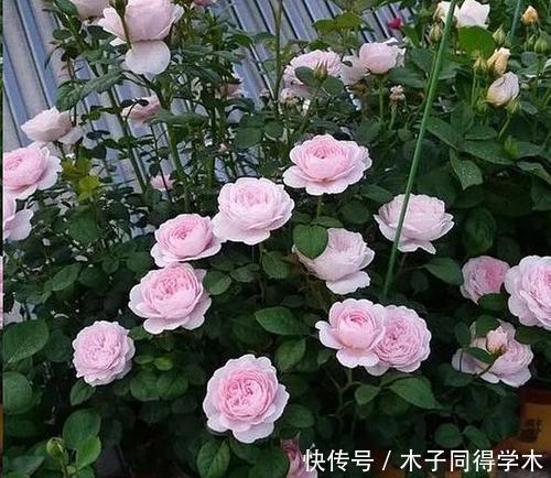 想要月季花开花多?其实很简单,做好2件事,长笋芽冒新枝!