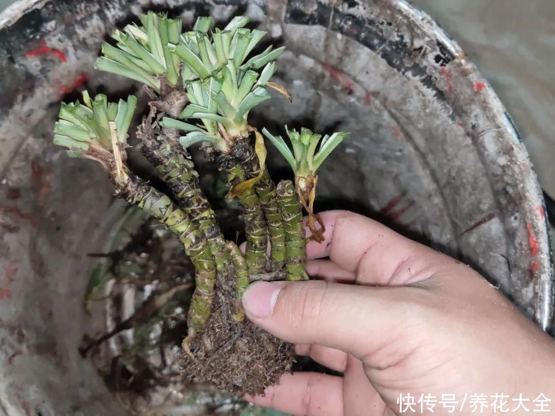 马齿苋花|山东马齿苋老桩，年年开花像小树，网友直呼：假的吧