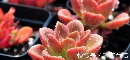 浇水|屋里养的多肉浇水也要看天气吗？为什么？