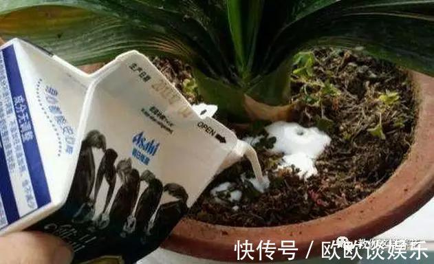 茶叶水、淘米水,多做1步浇花,肥效超高,养花特好