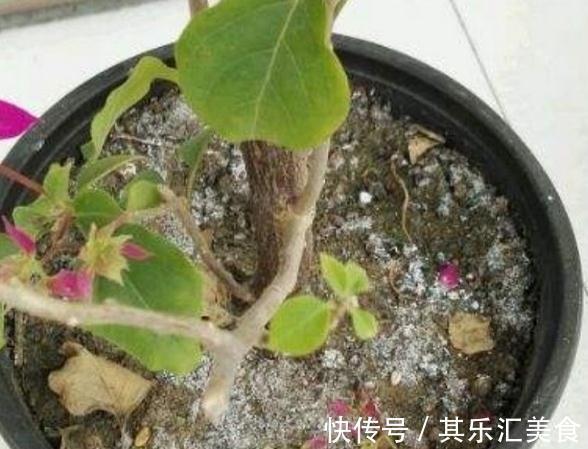 盆土板结怎么办,做好这些,盆土常年松软,盆栽长的旺不黄叶