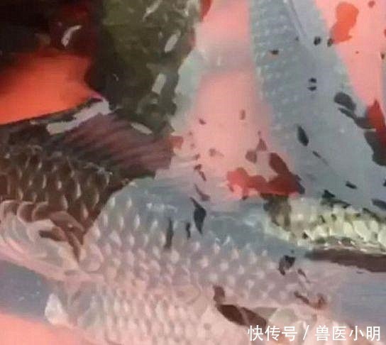 大爷钓的鱼中有一条很特别，看清腹部后放生了这可不能吃呀