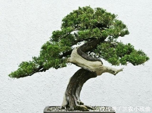 初学养盆景首先要注意下面这几个问题