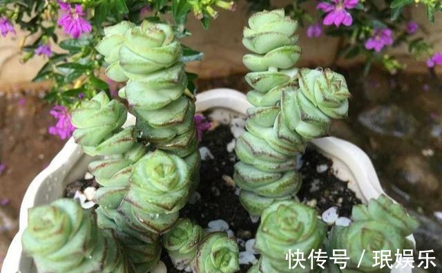 服盆|多肉钱串子,换盆有技巧,避开“死亡季”,“小铜钱”越长越多