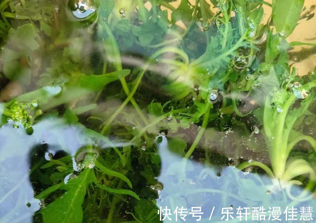 维生素b1|入冬碰到这菜，直接囤10来斤，营养很高，处理好放大半年也不坏