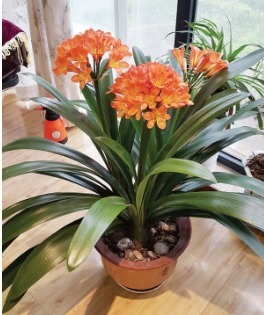 君子兰快死了别着急,小药片有大作用,用上一片轻松解决难题!