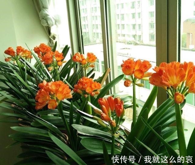 果实|君子兰“花败了”如何剪2种情况处理方法不同,剪错了就是损失!