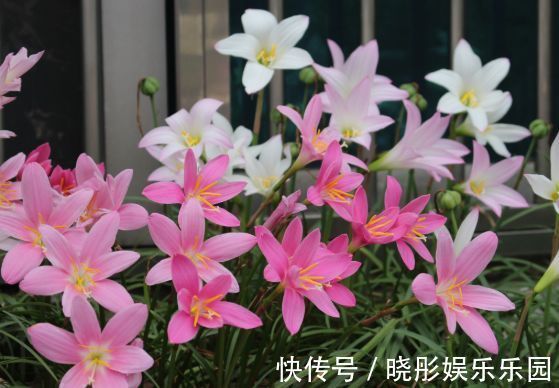 花海|4种花养在阳台,晒晒太阳就开花,轻松变成花海瀑布