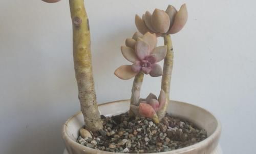 “养多肉需多晒太阳、少浇水？”大错特错，这3阶段正好一反