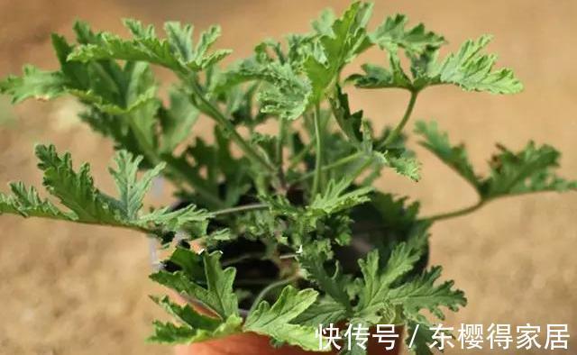 驱蚊草|家里的这些角落里，适合摆放哪些植物？建议收藏！