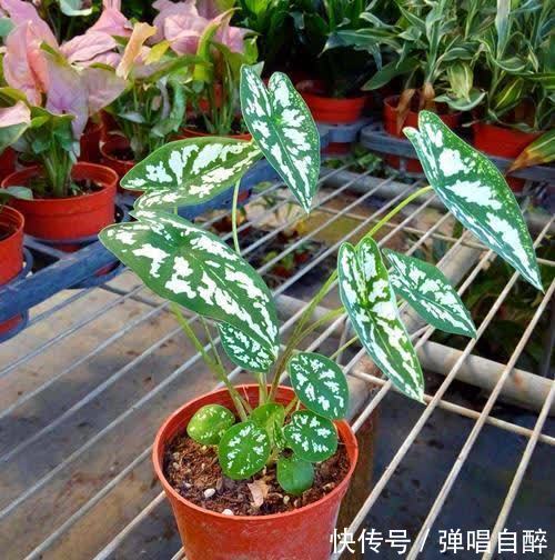 养花土壤别乱用,加上3种东西,肥力足了,几年不用换盆